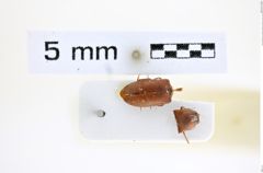 Foto (Dorsalansicht) von Adelocera pretzmanni (Platia & Gudenzi, 2002) (NHMW-ZOO-COL-0008214)